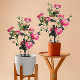 Garvee Faux Pfingstrosen Baum 28in Pink Für Innen & Außen Langlebig Pflegeleicht - Rosa