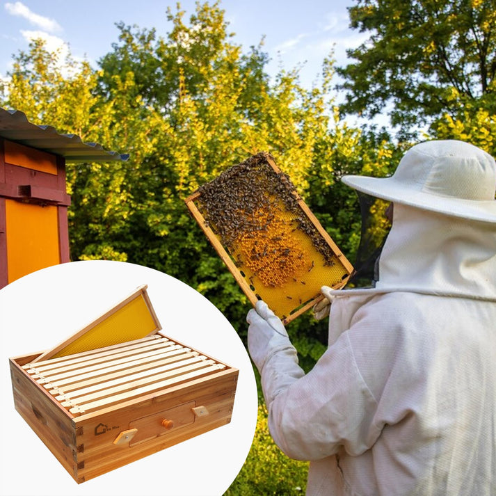 Transparentes Bienenbeobachtungsfenster
